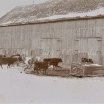 Cows in the barnyard